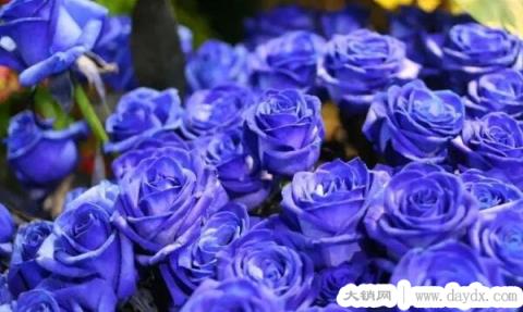 蓝色妖姬的花语是什么意思，1到99朵蓝色妖姬花语(梦幻的爱)