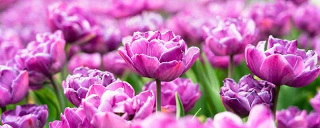 紫色郁金香的花语是什么？