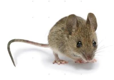 老鼠被粘鼠板粘住会死吗？老鼠被粘鼠板粘住多久能死？