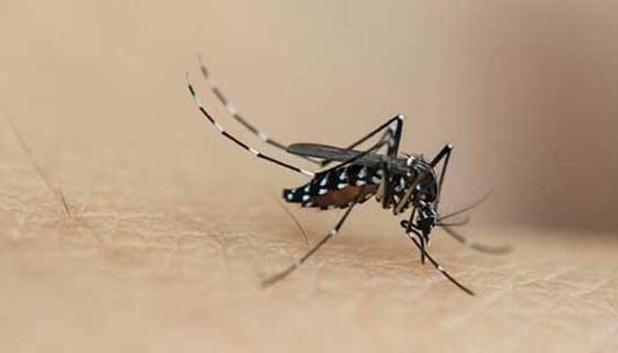 什么血型的人容易招蚊子？