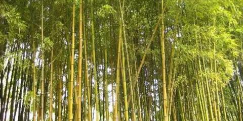 十大名贵竹子是哪些？