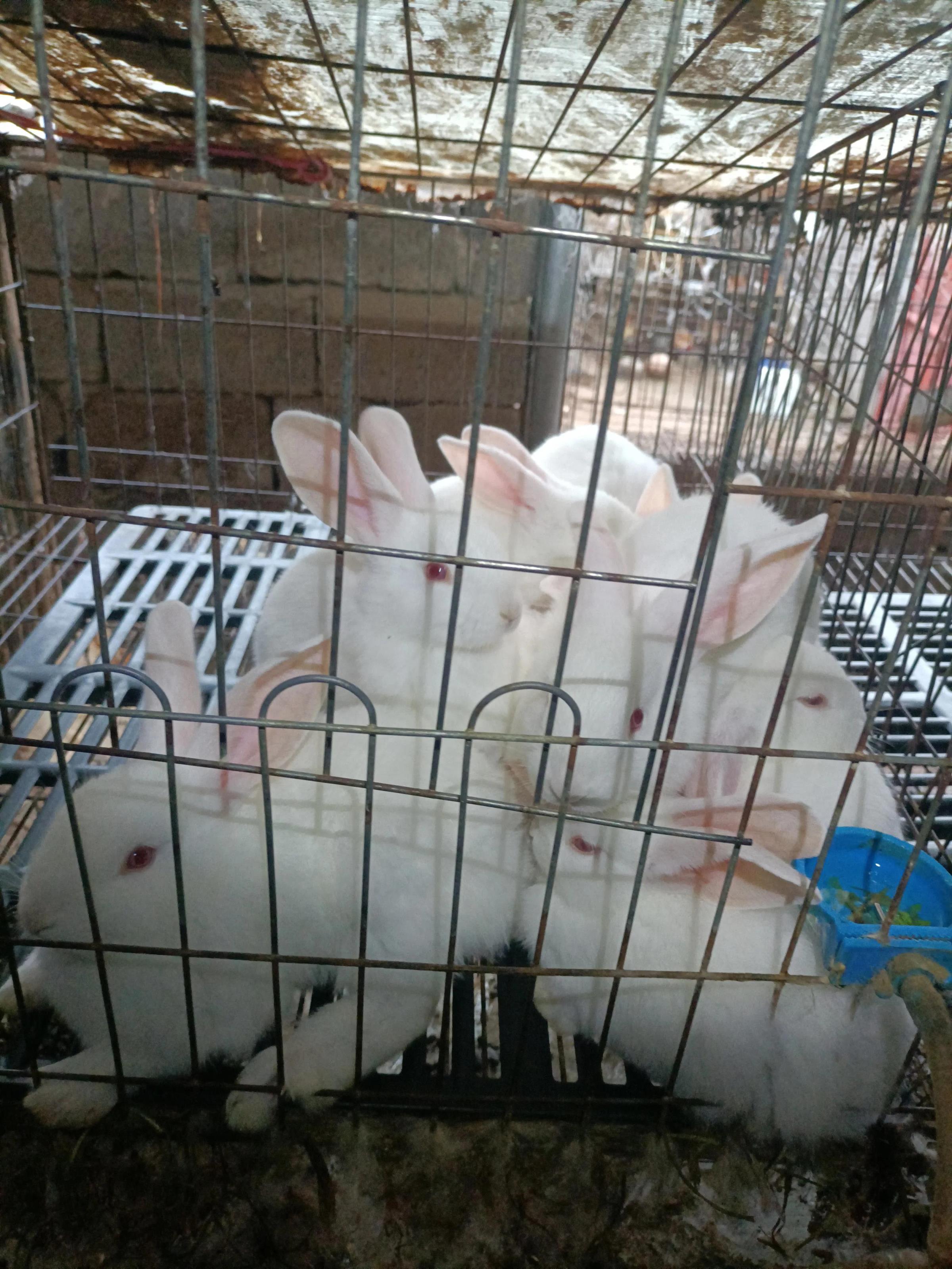 养50只种兔 一年净赚3万元，科学管理是关键