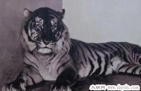 已经灭绝的四种老虎图片，爪哇虎/里海虎/巴厘虎简直太可惜