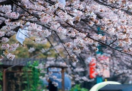 广安市春季赏花去哪里