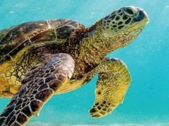海龟怎么呼吸 海龟是怎么呼吸的