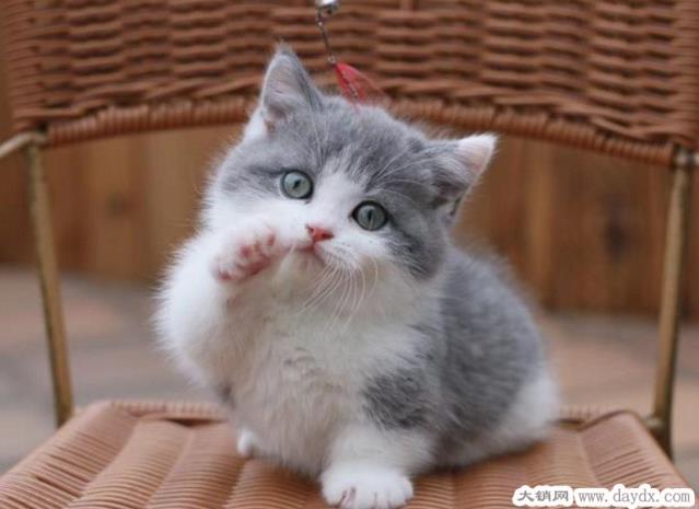 短腿猫是什么品种价格多少钱一只，学名曼基康猫(价格在1600到8000元)