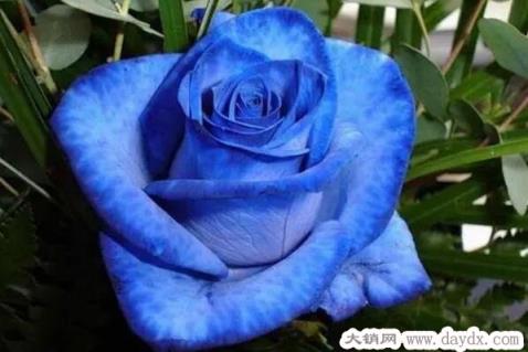 蓝色妖姬的花语是什么意思代表什么含义，适合送三种人(图片)