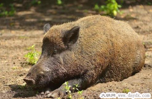 野猪是保护动物吗，是三有保护动物(2022年没有取消保护不能打)