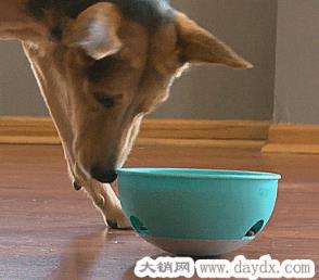 狗狗创意喂食器（PAW5 Rock ‘N Bowl）