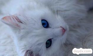 梦见白猫眼睛是黑的是什么意思