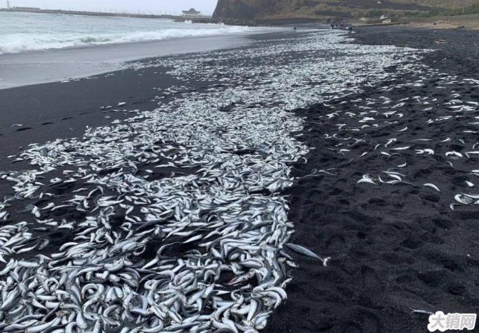 惠州出现大量死鱼？是日本倾泄核废水的结果还是海水遭到污染？