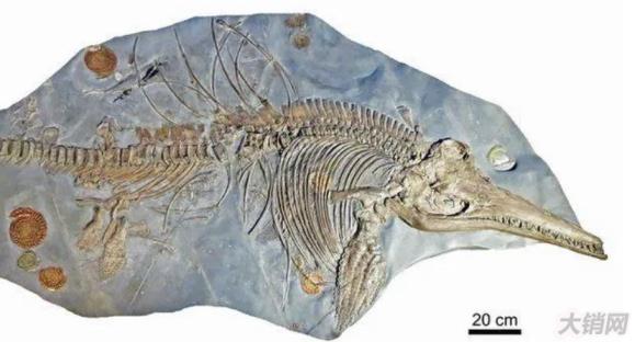 巨型化石在英国被发现，体长高达10米，骨头就有一吨重