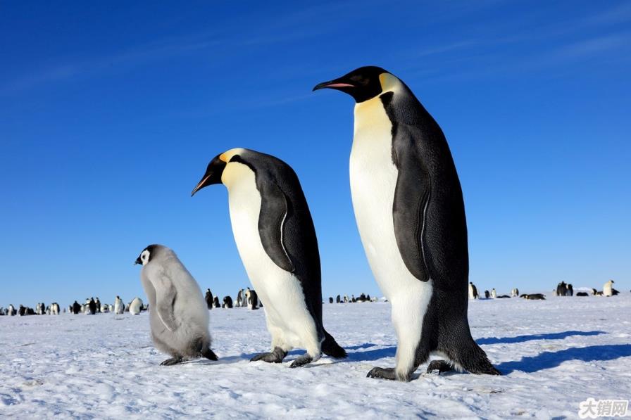 南极上万只企鹅幼崽一夜死亡，这不是第一次（海冰融化）