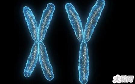 科学家研究染色体，而且原始男性的，其中有什么秘密？