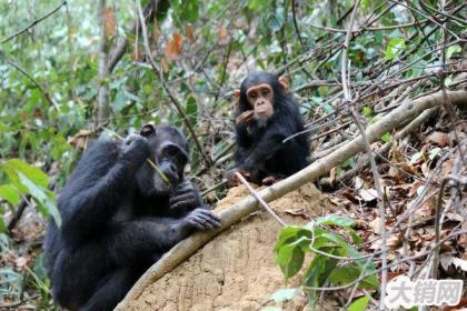 东非猩猩学会挖井，可能会出现其他文明（生命智慧）