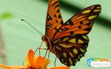 蝴蝶的翅膀为什么绚丽多彩
