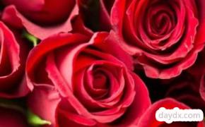 19朵红玫瑰花的花语是什么