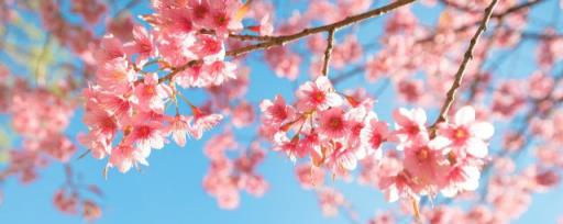 垂枝海棠和垂枝樱花的区别 垂枝海棠和垂枝樱花有什么不同