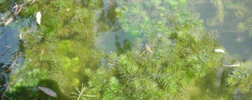 金鱼藻种植 金鱼藻怎么种植