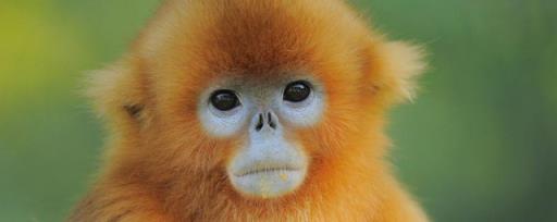 金丝猴的习性 金丝猴的习性是什么