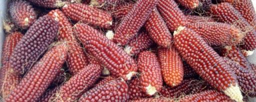 红色玉米是什么品种 红色玉米品种是什么