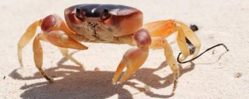 螃蟹习性 螃蟹习性简单介绍