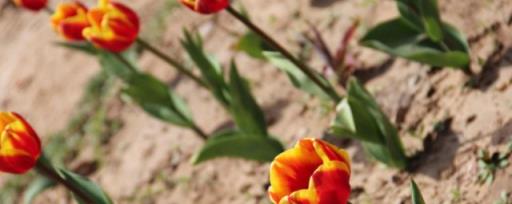 养殖郁金香黄叶的原因及处理方法 如何养殖郁金香