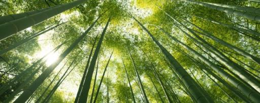竹子的品质和精神 竹子有什么品质精神