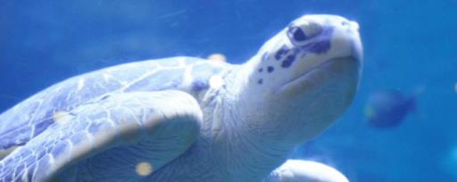 海龟的特点和生活特征 海龟的特点和生活特征介绍