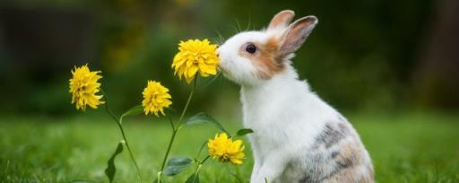 兔子是怎么避暑的 兔子怎么避暑