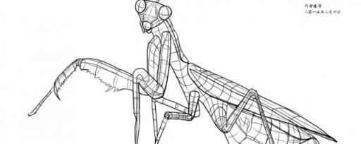螳螂和铁线虫的关系 螳螂和铁线虫的关系是什么
