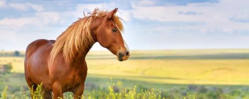 马的寿命一般在多少年左右 马可以活多少年
