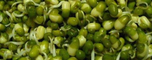 绿豆芽的生长过程记录 绿豆芽的生长过程