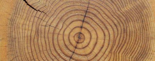 树轮较密的方向是什么 什么是树轮较密的方向