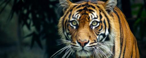 老虎为什么怕黑豹 老虎怕黑豹原因