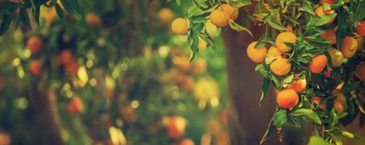 橘子的种植方法 橘子怎么种植方法