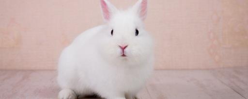 小白兔用什么辨别气味 小白兔相关介绍