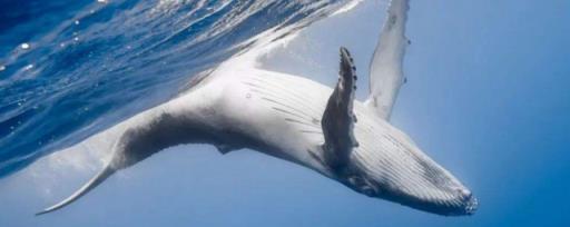 鲸爆和鲸落的区别是什么 鲸爆和鲸落的区别是啥