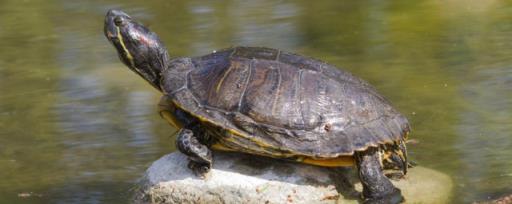 乌龟能活多少年 乌龟一般能活多久