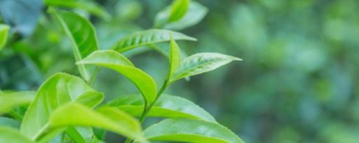 茶树种子要怎么种植 茶树种子要如何种植