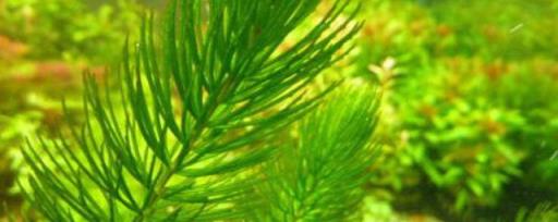 金鱼藻和绿菊的区别 金鱼藻和绿菊区别在哪里
