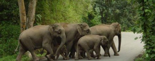 大象是国家几级保护动物 大象是国家多少级保护动物