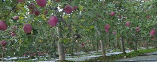 苹果树种植方法及过程 苹果树的种植与管理的步骤与方法