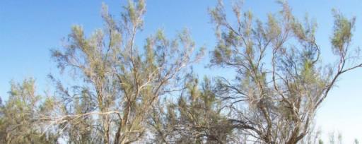 梭梭树被称之为什么 梭梭树的简介