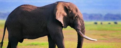 哪种哺乳动物不会跳 大象相关介绍
