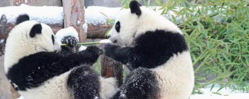 大熊猫的别称叫什么 大熊猫的别称是什么