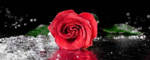 用水养怎么养活玫瑰花 用水养如何养活玫瑰花