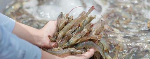河虾的养殖方法 河虾养殖的方法