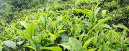 茶树扦插生根的研究 茶树扦插生根的研究
