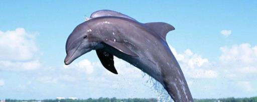 海豚有什么特点 海豚特点介绍